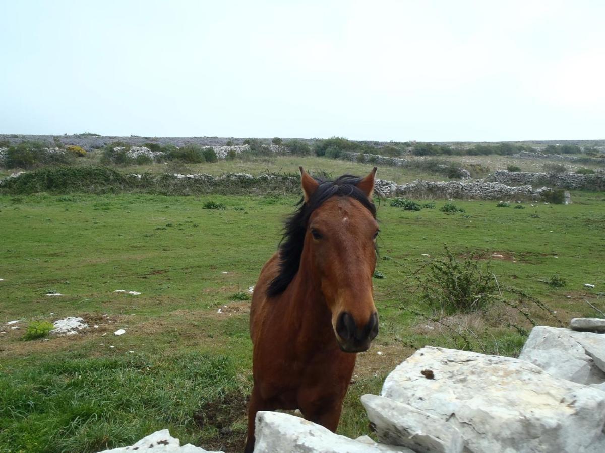 A Casa Da Serra - Alojamento Local Casal Velho Eksteriør bilde